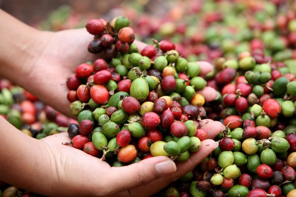 cafeina definição vivamil